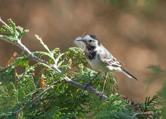 White wagtail (Motacilla alba) with nest material in beak
