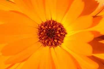 Ringelblume Calendula Blüte Blume Frühling Blühen Orange Gelb Warm Sommer Makro Naturstimmung Bokeh offenblende