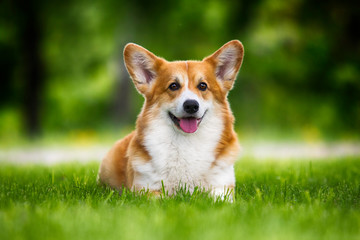 welsh corgi dog lying in the green grass