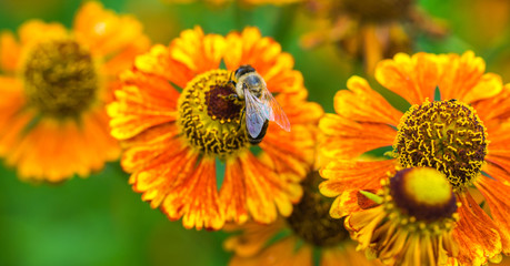Honey bee sitting on flower. Bees collecting a nectar.