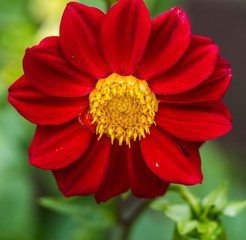 Close up of a single red Dahlia flower in a garden.