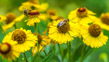 Honeybees on yellow flowers. Bees collecting a nectar.