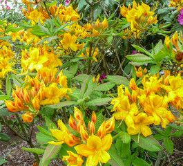 Bright yellow rodendron in a botanical garden on a sunny day.