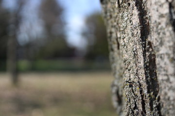 albero con corteccia ben visibile