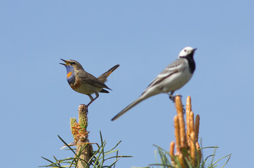 White Wagtail and Bluethroat sitting on the top of pine tree