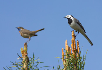 White Wagtail and Bluethroat sitting on the top of pine tree