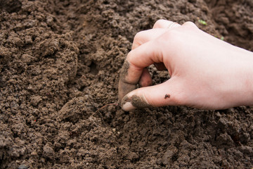 work in the garden in the spring planting plants