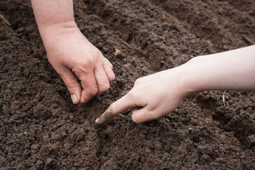 work in the garden in the spring planting plants