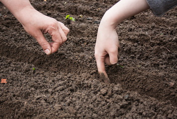 work in the garden in the spring planting plants
