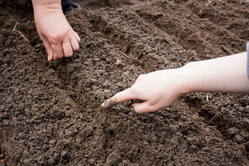work in the garden in the spring planting plants