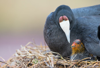 Red Knobbed Coot sitting on a nest with two chicks protecting