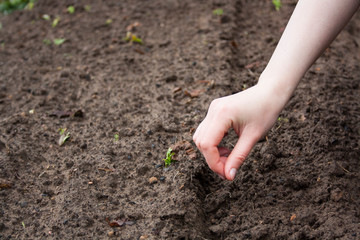 work in the garden in the spring planting plants