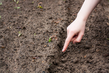 work in the garden in the spring planting plants