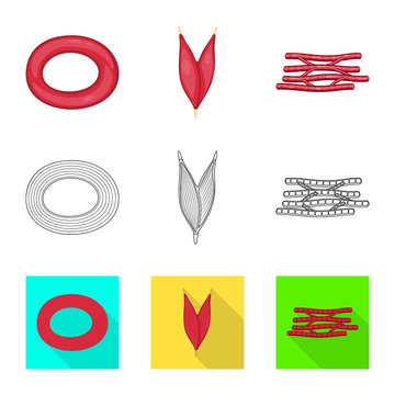 Vector illustration of fiber and muscular symbol. Set of fiber and body  stock symbol for web.