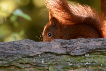 Squirrel Eichhörnchen Eichhorn heimische Tiere Tierportrait Tele Bokeh Outdoors Nagetier Nager...