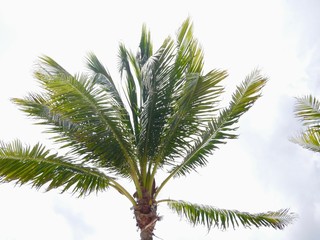 Palme
