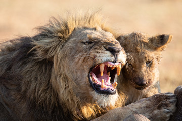 Angry and hungry lion feed on the carcass of dead rhino