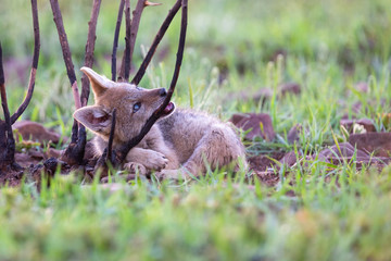 Lone Black Backed Jackal pup standing in short green grass to explore the world