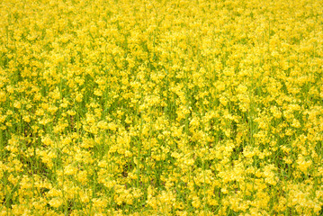 Yellow field rapeseed in bloom