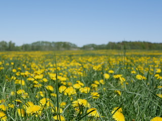 Fototapeta premium Blumenwiese