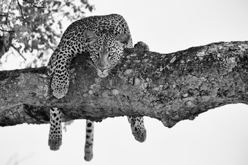 Leopard female resting in a thick branch a tree in artistic conversion