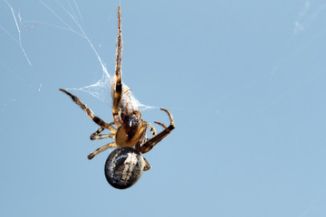 Kreuzspinne
