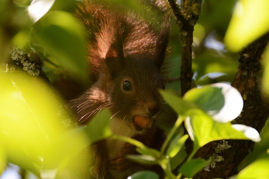 Squirrel Eichh&ouml;rnchen Eichhorn heimische Tiere Tierportrait Tele Bokeh Outdoors Nagetier Nager Futtersuche Fr&uuml;hling tierschutz putzig