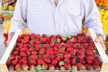 Ripe strawberies box in the hands of the seller of the greek vegetable fruit shop.