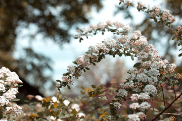 White spirea bush, covered with flowers, in the spring garden.