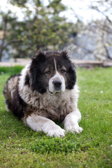 Fototapeta premium Fluffy Caucasian shepherd dog is lying on a green grass