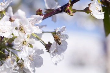 bee on a white flower on a tree.