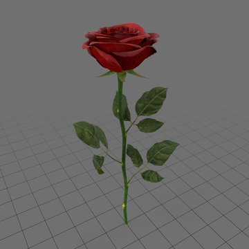 Rose 2