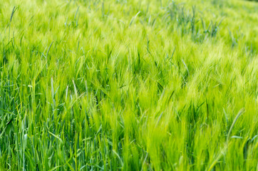 Obraz premium Green barley field in Spring, selective Focus