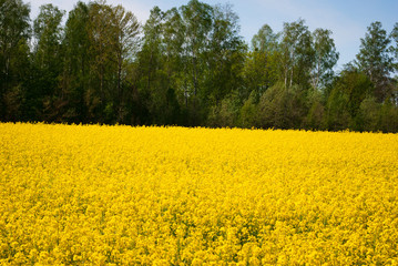 Yellow field rapeseed in bloom