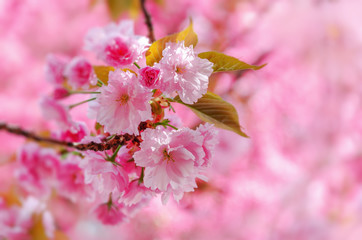 Blooming Japanese cherry or sakura.