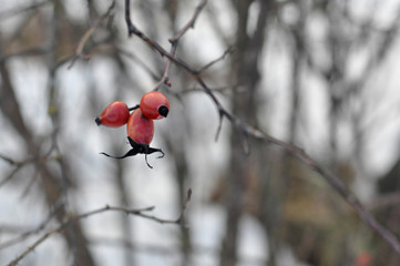 Dog Rose or Rosa Canina branches with bright fruits in the winter
