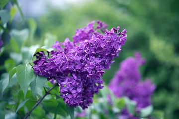 image of spring lilac violet flowers, abstract soft focus floral background