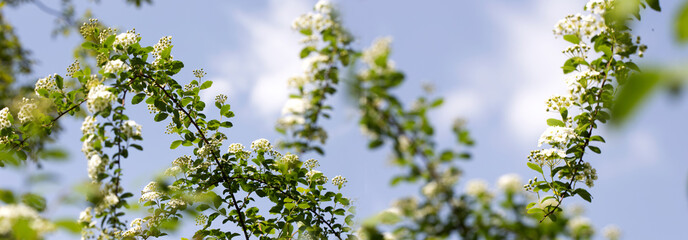Spring flowering of the decorative bush Reeve's spiraea (Spiraea cantoniensis). Flower background.