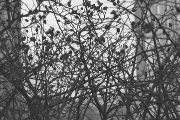 Frozen briar tree branches grey sky background
