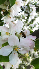 Obraz premium Apple blossoms. Apple tree branch with flowers in spring. Apple flowers with bee.