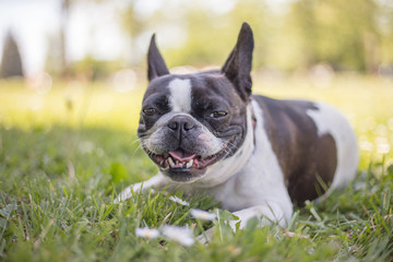 French bull and boston terrier mix dog