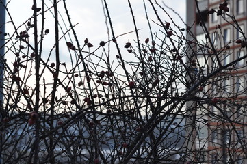 Frozen briar tree branches grey sky background