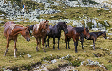 Wild herd horses in the mountains in summer.