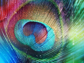 Zelfklevend Fotobehang Kleurrijke pauwenveer © Елена Желяева
