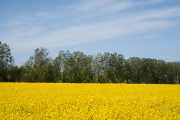 Yellow field rapeseed in bloom