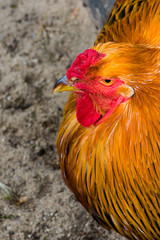 Detail view of the head and upper body of a rooster