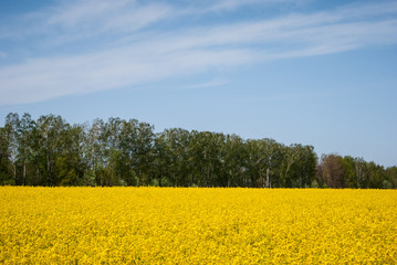 Yellow field rapeseed in bloom