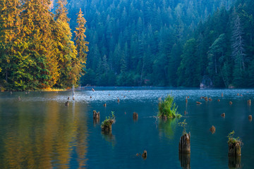 Lacul Rosu - Red Lake in a summer morning sunrise, the Carpathians, Romania