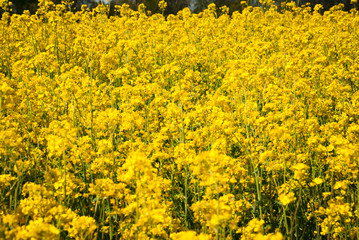 Yellow field rapeseed in bloom