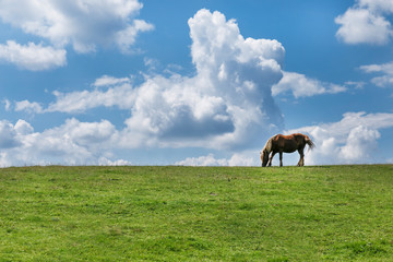 A lonely horse stands on the grassland under the sky.